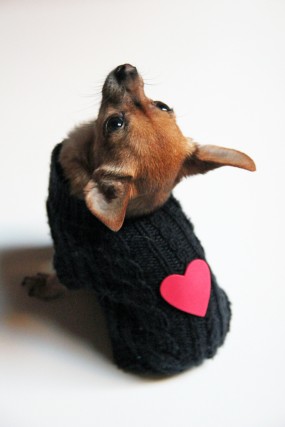 valentine-dog-sweater