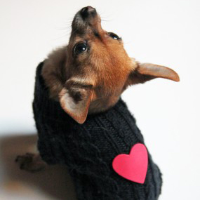 valentine-dog-sweater-285×427