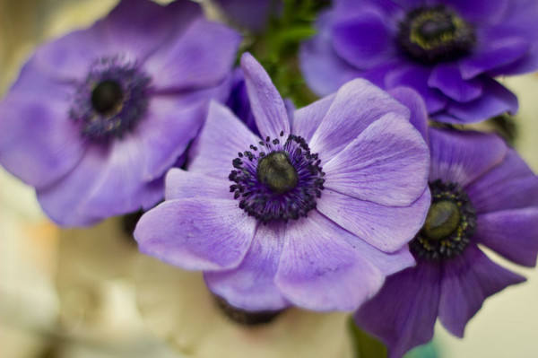 Purple Anemones