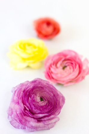 Ranunculus