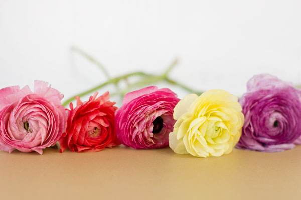 Ranunculus Party Hat