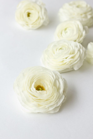 Ranunculus