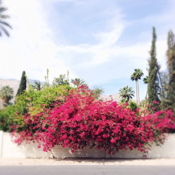 A tree with pink flowers