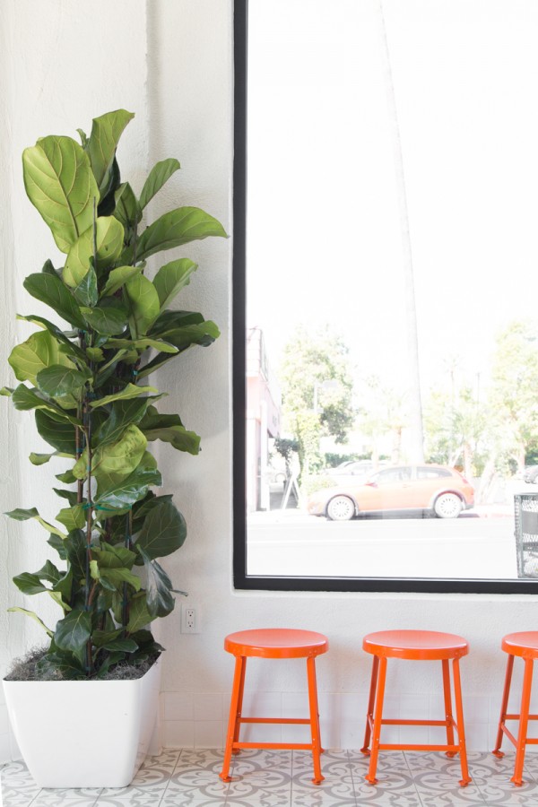 A plant and orange stools