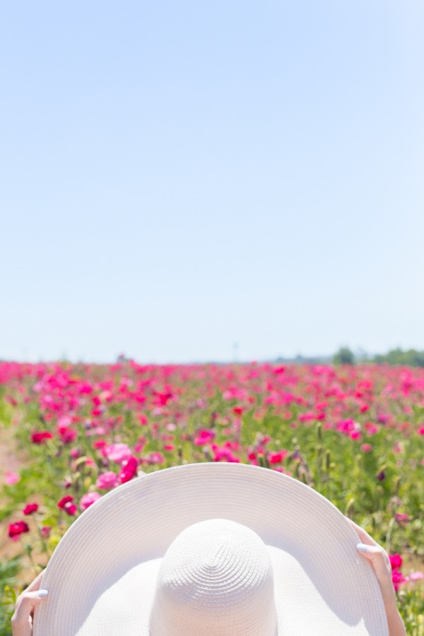 Pink flowers