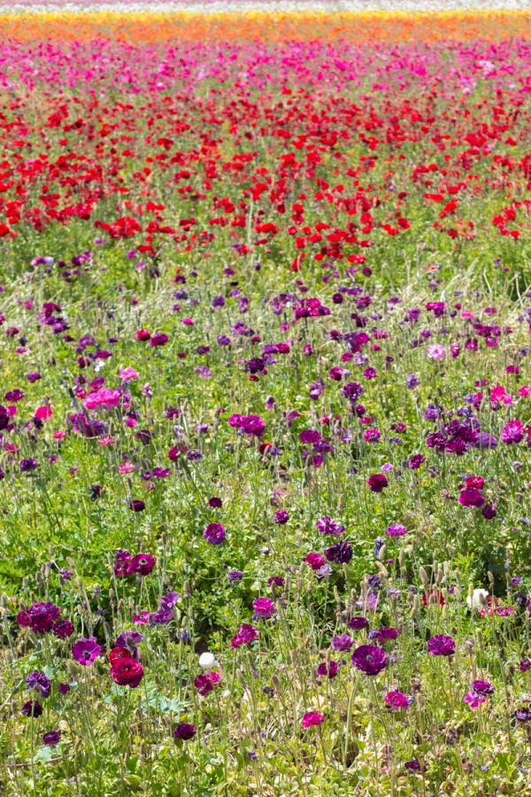 Red and purple flowers