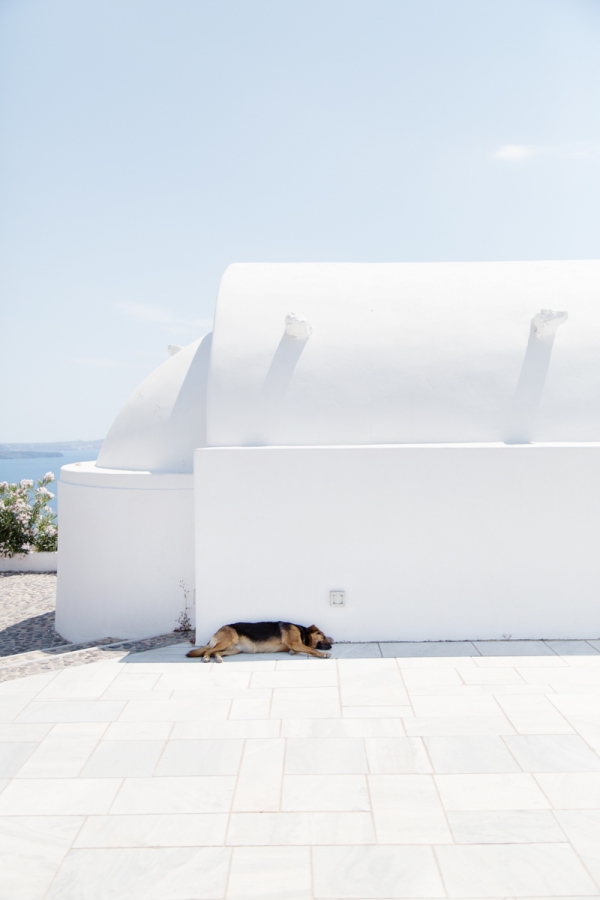 White building and a dog laying on the ground