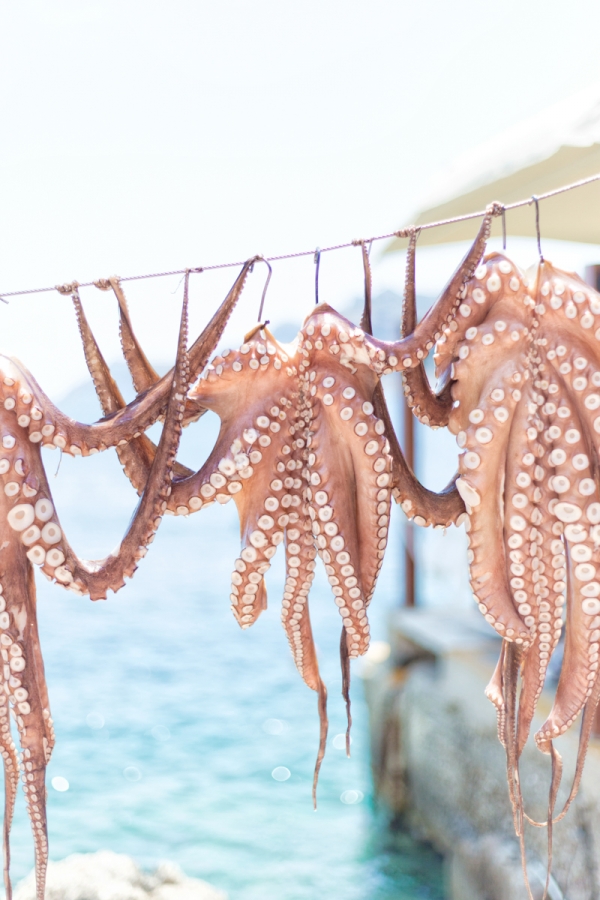 Octopus hanging on a string