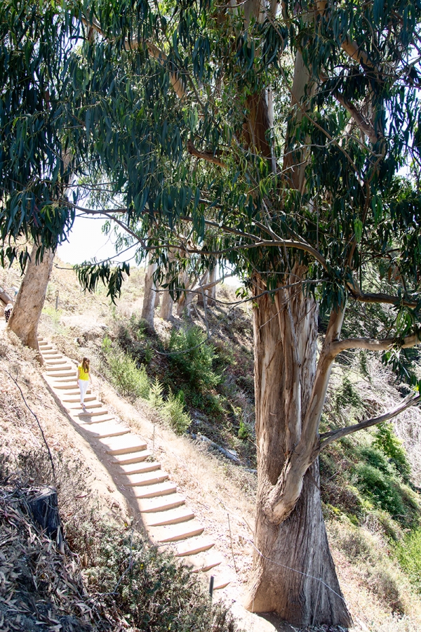 Someone walking down stairs in a forest