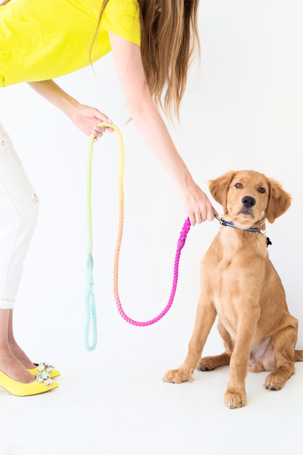 A dog with a rainbow leash