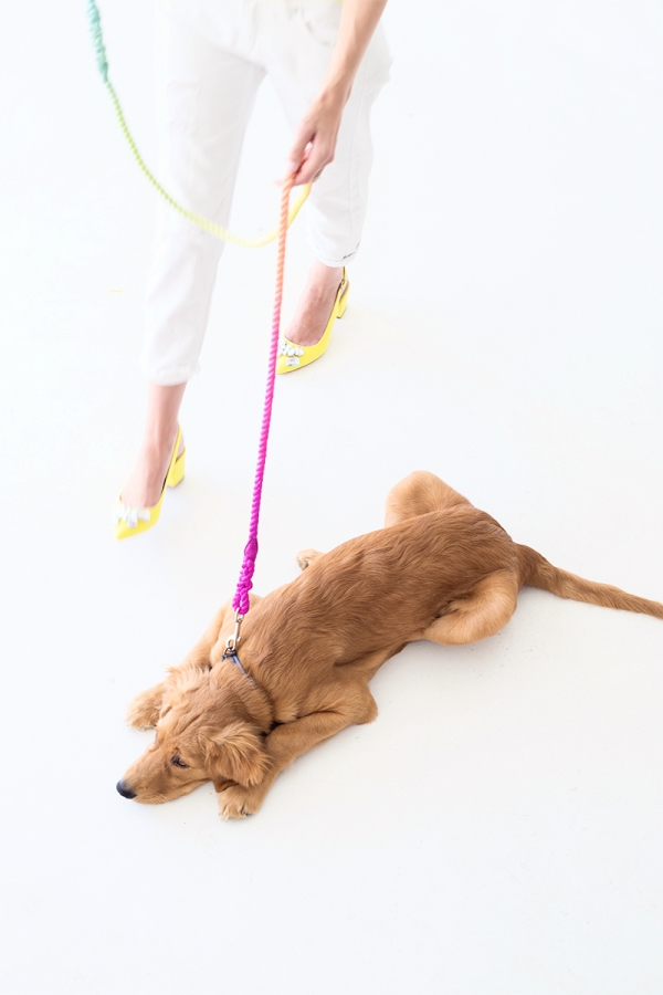 A dog with a rainbow leash