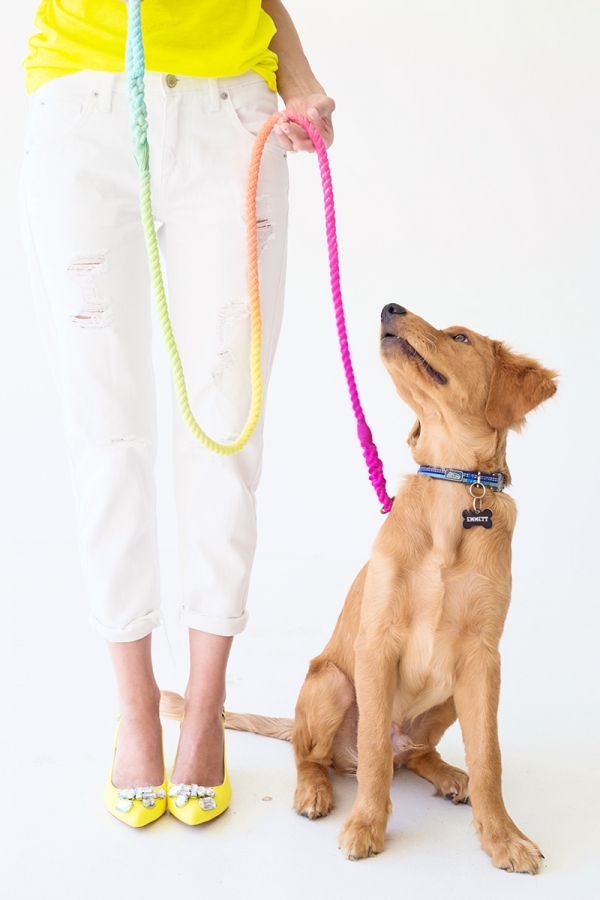 A dog with a rainbow leash