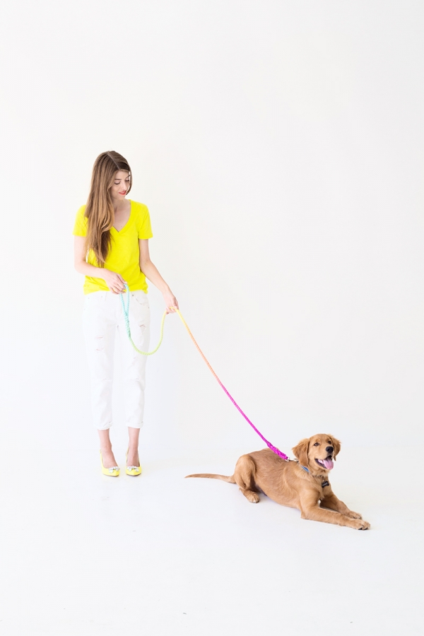 A dog with a rainbow leash