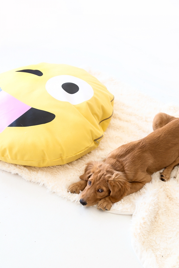 A dog on an emoji pillow