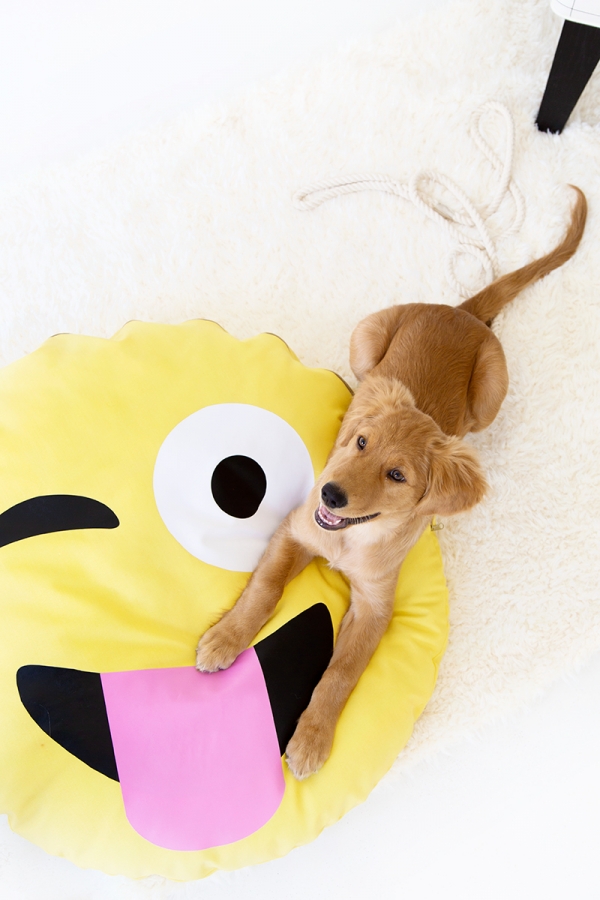 A dog on an emoji pillow