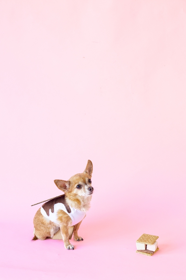 A dog in a smores costume 