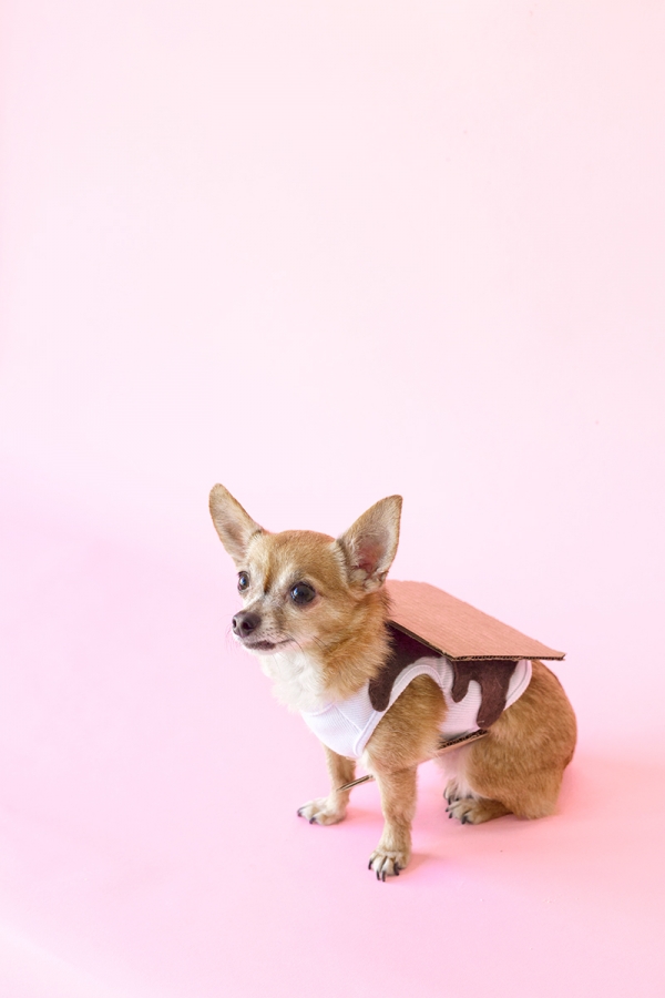 A dog in a smores costume 