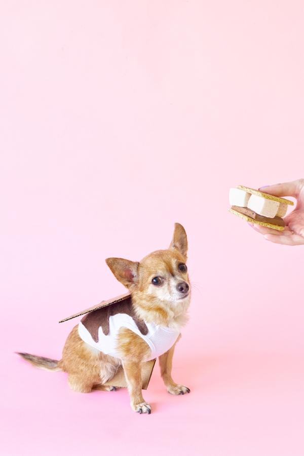 A dog in a smores costume 