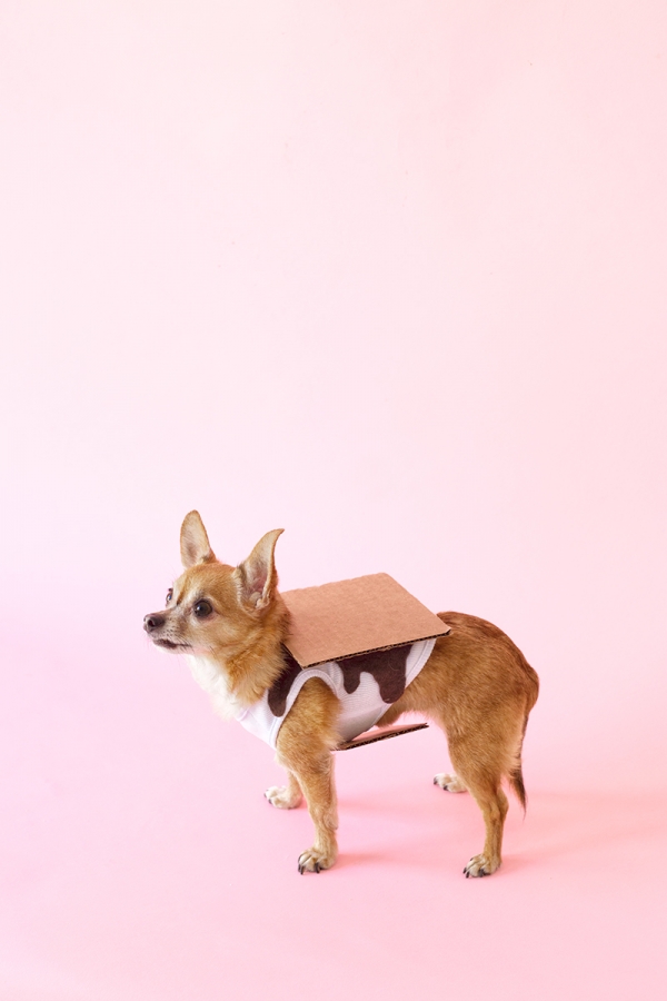 A dog in a smores costume 