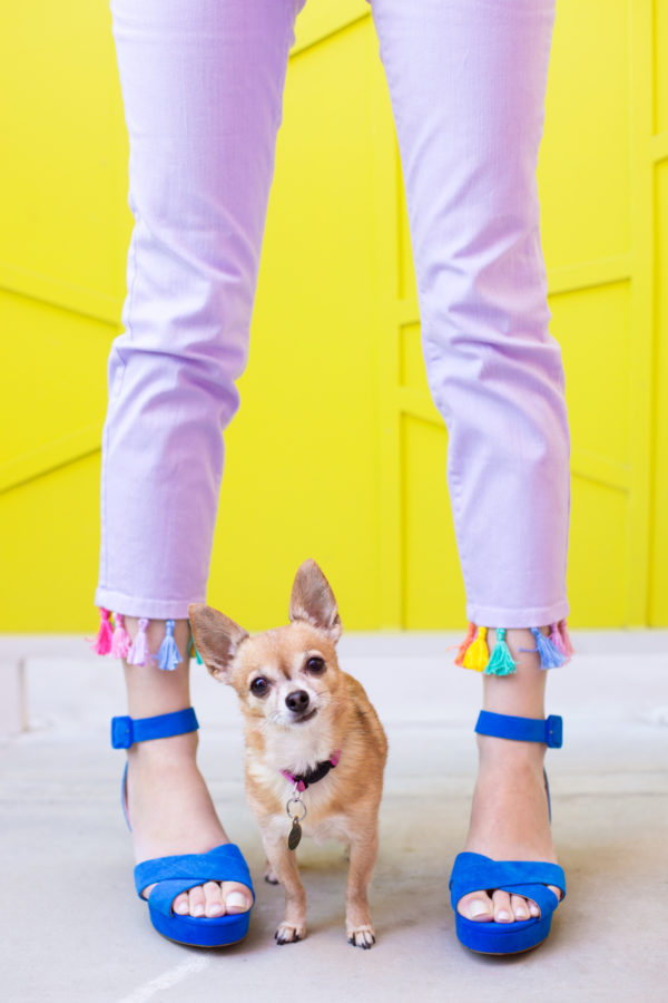 Purple jeans and a chihuahua 