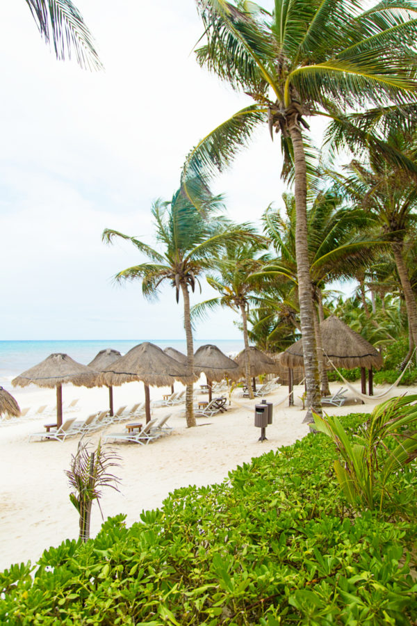 Palm trees near a beach