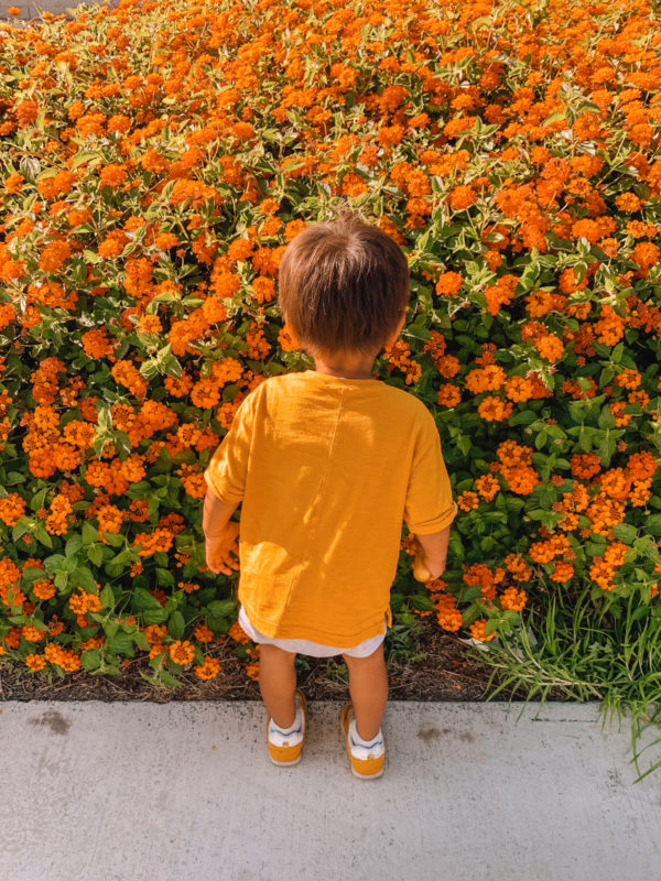 A little boy standing in front of a flower