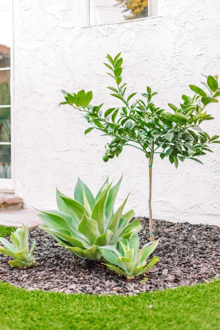 A plant in a garden