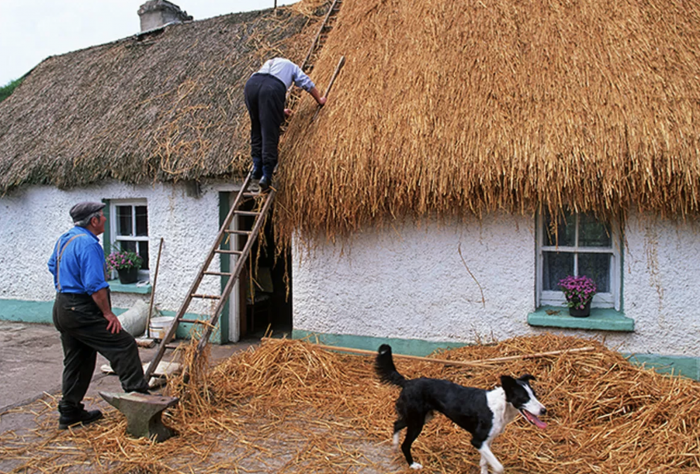 A dog with hay on the roof of a building