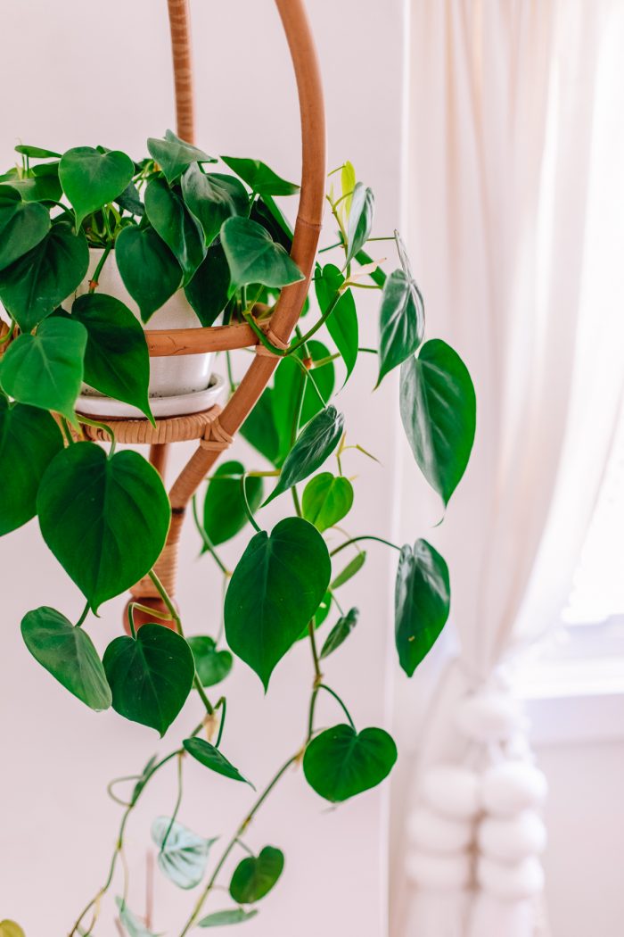 Hanging plant in a rattan Jungalow plant holder