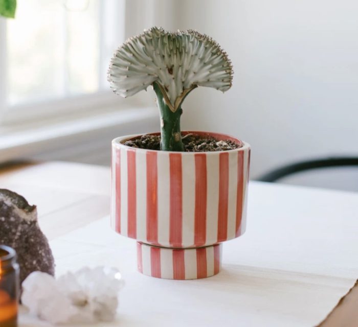 Striped plant "pot." Super unique and perfect for plant lovers! 