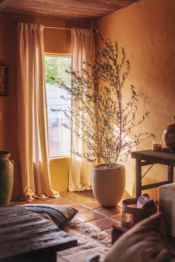 Ochre Living Room Walls with Olive Tree