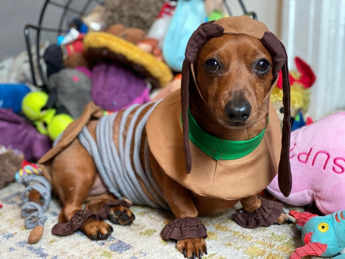 dog dressed as slinky from toy story