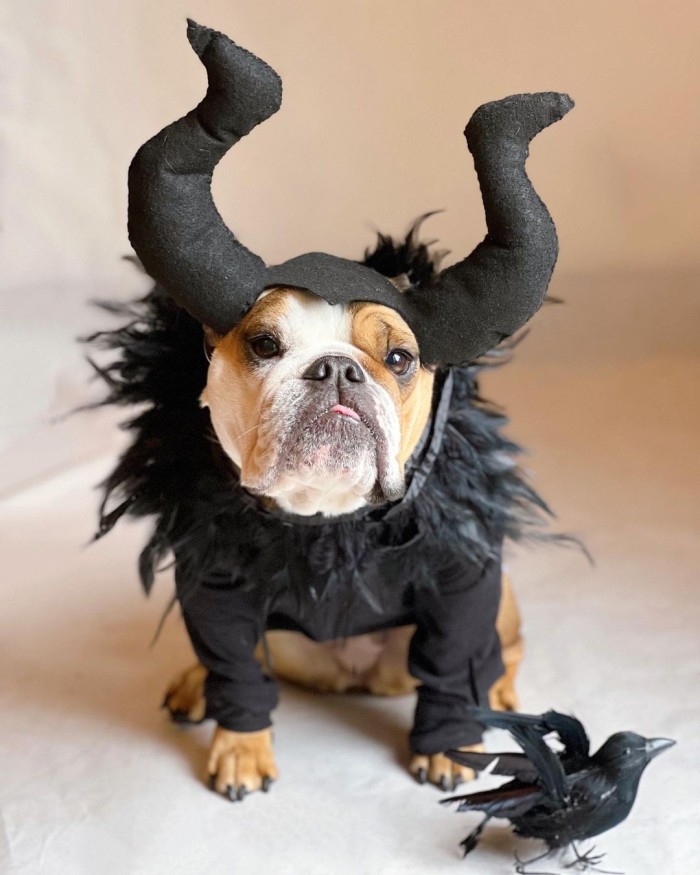 Maleficent Dog Disney Costume