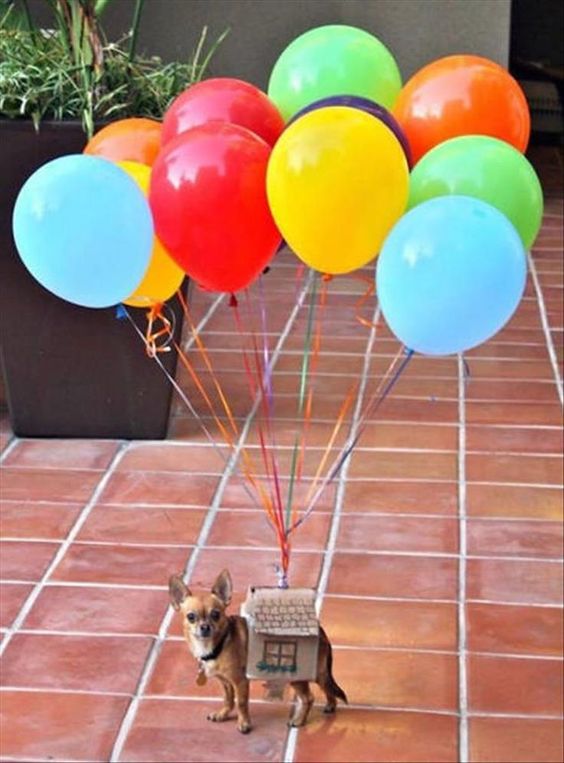Dog Balloon UP Costume