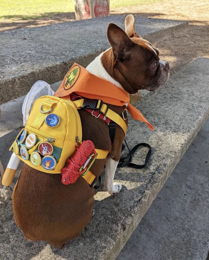 dog dressed up as Russell from Up