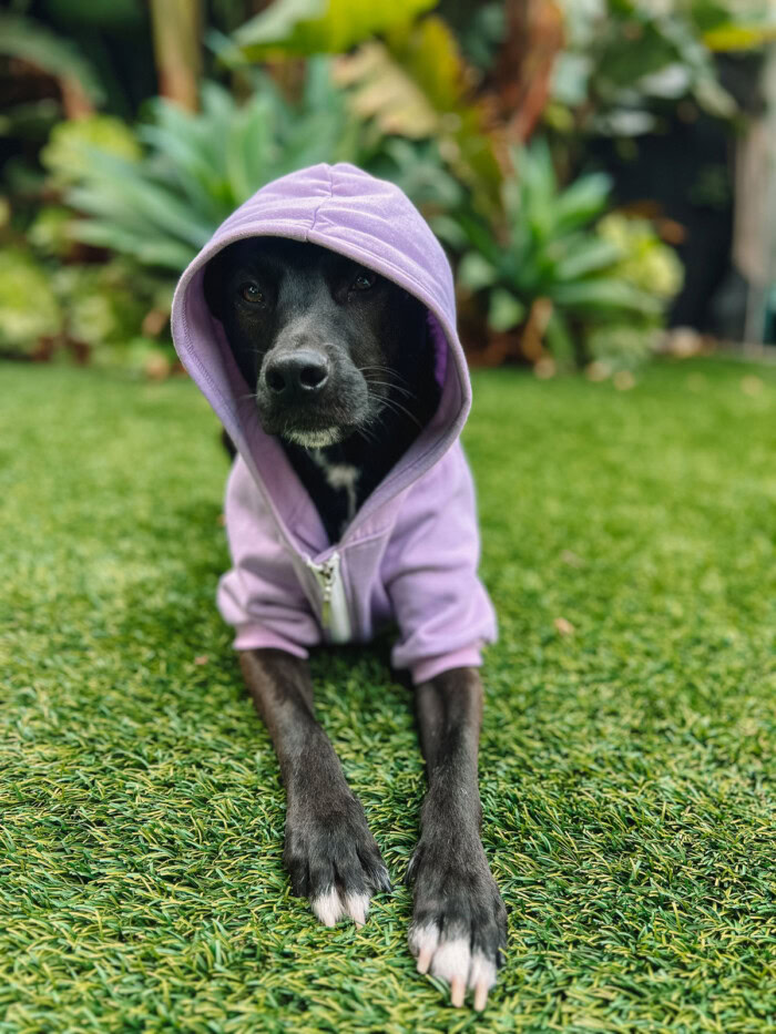 Dog in purple hoodie on grass