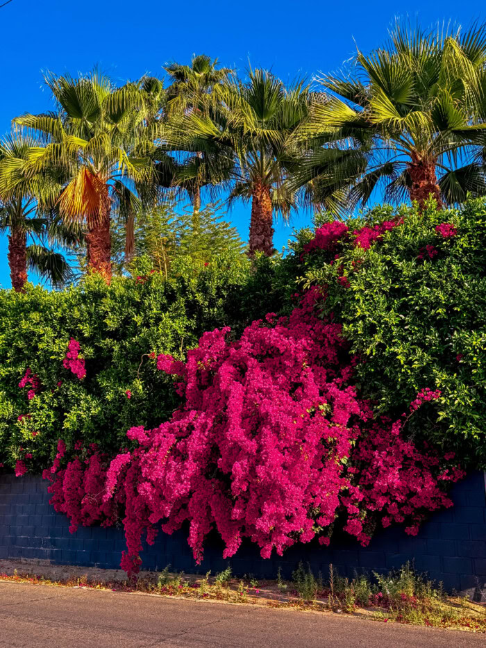 Bougainvillea in Palm Springs