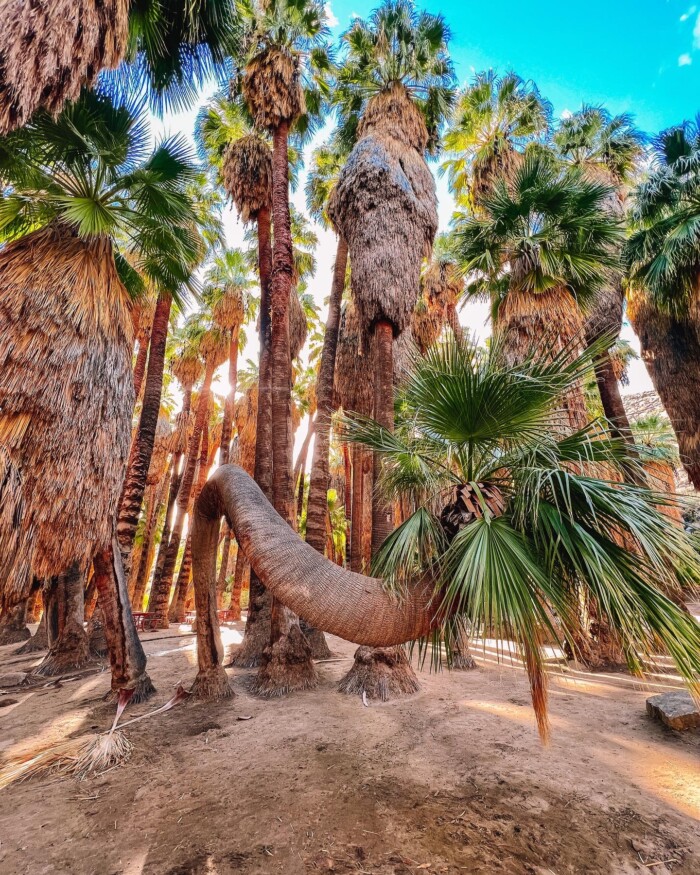 Palm Canyon Trail